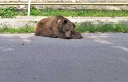 Azərbaycanda şəhər mərkəzində görüntülənən ayı işgəncələrə məruz qalıb? - AÇIQLAMA