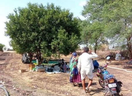 Hindistanın çarpayı ehtiyatı tükənən əyalətində xəstələr portağal bağlarında yerləşdirilir