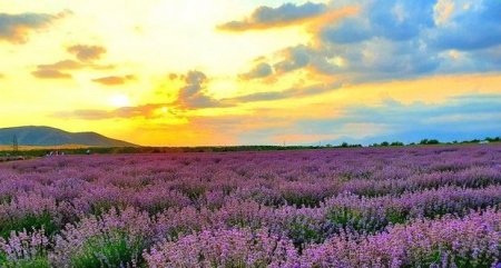 Azərbaycanda ilk dəfə lavanda festivalı keçiriləcək - FOTO