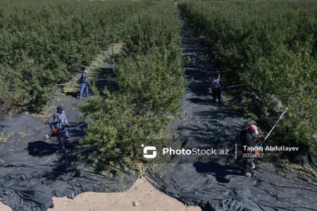 Azərbaycanda badam yığımına start verilib – FOTO