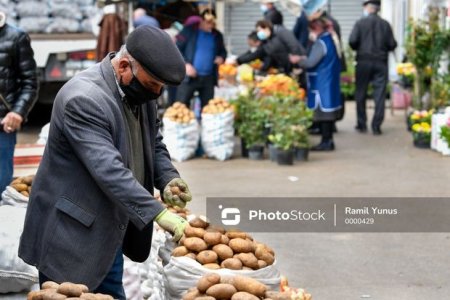 Azərbaycana gətirilən kartofda karantin tətbiq edilən orqanizm aşkarlanıb