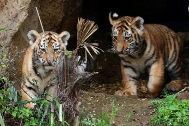 Bakı Zooparkında pələng balaları doğuldu: Adlarını siz qoyun - FOTO